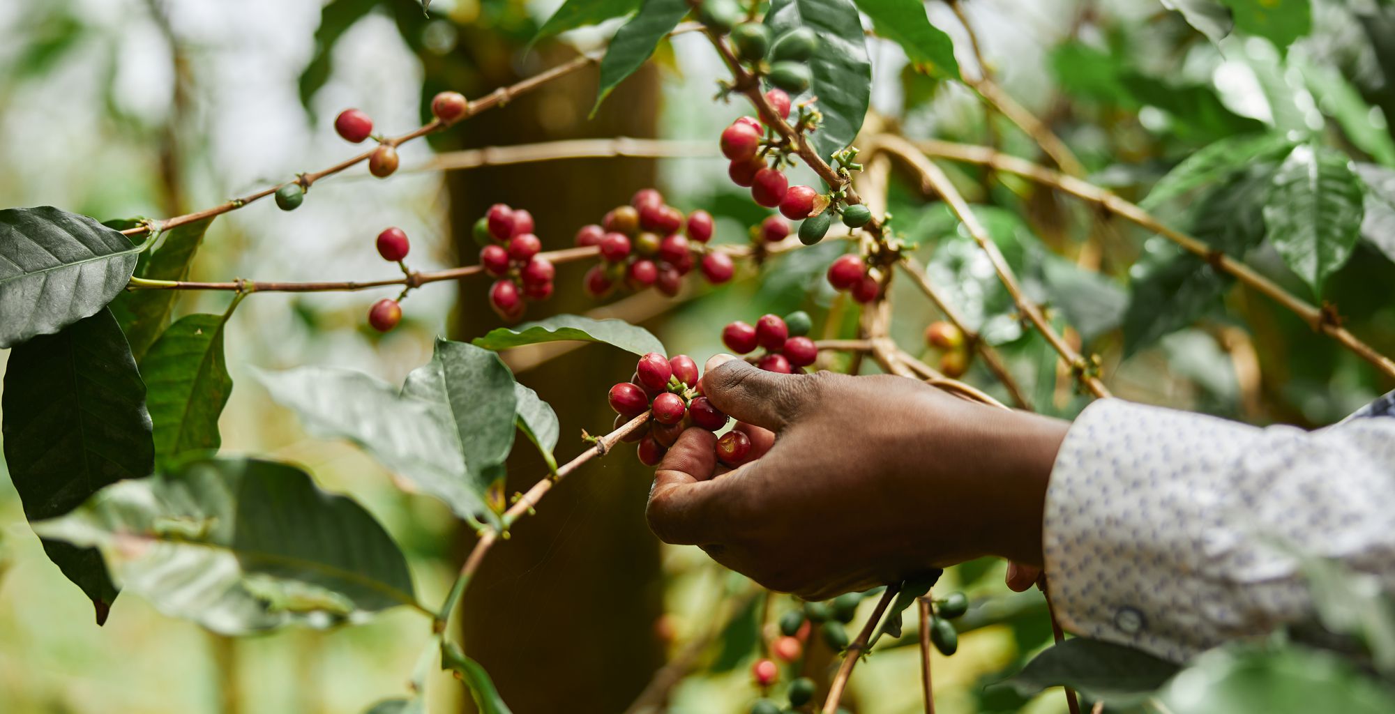 Comparing methods to estimate coffee yield